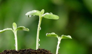 写春天的句子优美(写春天的句子优美段落300字)