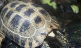 花龟的烹饪方法（花龟的烹饪方法和步骤）