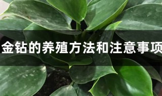 大叶花卉金钻的养殖方法（大叶花卉金钻的养殖方法图解）