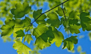 夏天的风景句子描写 夏天的风景句子描写一段话