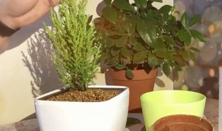 香松盆栽扦插方法（香松盆栽扦插方法图解）