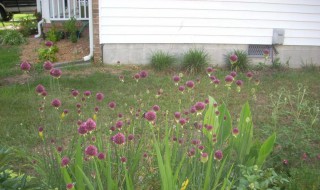 小花葱种植盆栽方法 小花葱的种植方法