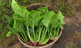 夏菠菜种植时间和方法（菠菜种植时间和种植方法介绍）