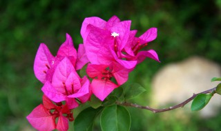 三角梅掉花苞怎么办（三角梅掉花苞怎么办视频）