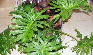 花卉春雨的养殖方法 花卉春雨怎么养