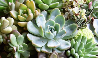 多肉拍摄技巧教程 多肉拍摄技巧教程视频