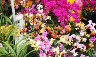 广州花市的花品种 广州花市的花品种 像柠檬的东西