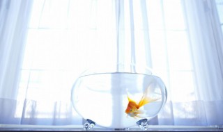 金鱼保温技巧 金鱼保温技巧和方法