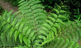 刺桫椤蕨的养殖方法 蕨类植物桫椤