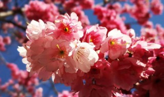 樱花唯美的句子简短（樱花唯美的句子简短英文）