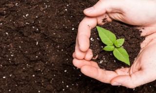 松枝土生虫怎么解决 松树下的土有虫怎么办