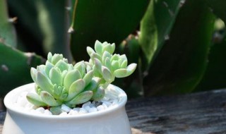多肉白莲养殖方法(多肉白莲的养殖方法)