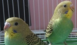 如何做鹦鹉过冬窝 自制鹦鹉过冬窝