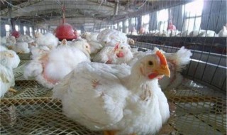 养肉鸡喂饲料技巧 养肉鸡喂饲料技巧视频