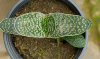 多肉子宝的养殖方法与注意事项 多肉子宝怎么养