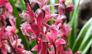 冬季给墨兰浇水方法（冬季给墨兰浇水方法与技巧）