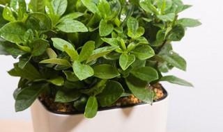 金钱兜冬天的养殖方法和注意事项（金钱兜的养殖方法和注意事项有哪些）