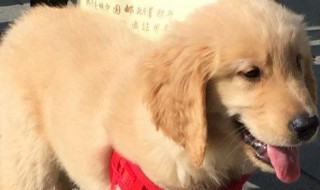 小狗取名英文名字（小狗取什么名字英文）