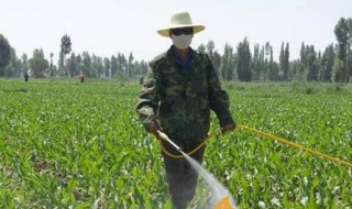 烤烟种植技术与方法 烤烟种植技术要点