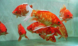 描写鱼群句子（描写鱼群句子短句）