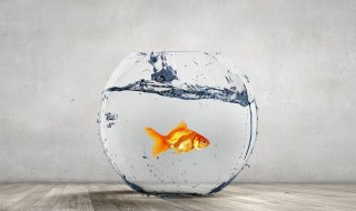 金鱼甩籽后的正确方法（金鱼甩籽后的正确方法是）