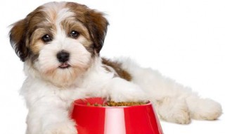 小狗不吃粥怎么解决 狗狗不吃小米粥怎么办