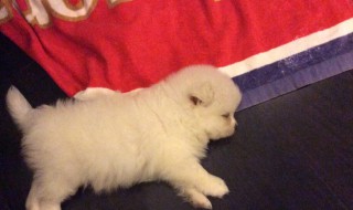 怎么解决晚上幼犬叫 怎么解决幼犬晚上叫的情况