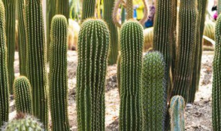 仙人棒修剪方法(仙人棒长长了能剪吗)