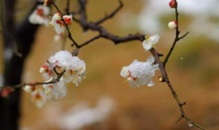 地栽龙游梅花养殖方法（地栽龙游梅花养殖方法和技巧）