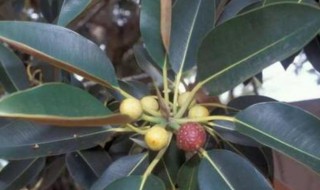 北方橡皮树的繁殖方法 北方橡皮树的繁殖方法视频