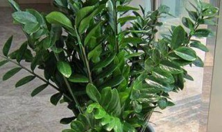 金钱树冬季保暖方法 金钱树过冬温度