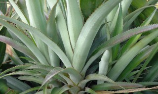 菠萝苗的几种繁殖方法 菠萝怎么繁殖小苗?