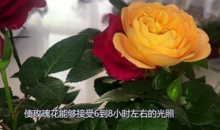 家庭玫瑰花种植方法 家庭玫瑰花种植方法图片