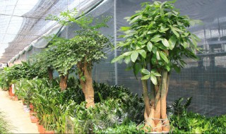 富贵树修剪技巧法（富贵树怎么剪枝）