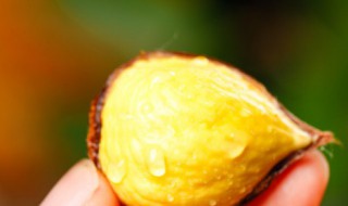 鲜栗子怎么保鲜 鲜栗子怎么保存好