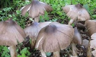 刚采的鸡枞菌怎么保鲜 刚采的鸡枞菌怎么保鲜的