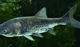 胖头鱼怎么保鲜 胖头鱼怎么保鲜时间长