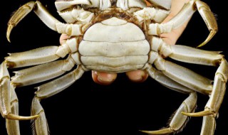 生螃蟹怎么放保鲜 生螃蟹怎么放保鲜里