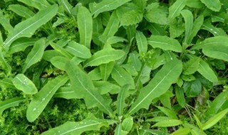 新鲜苦菜怎么保鲜 新鲜苦菜怎么保存