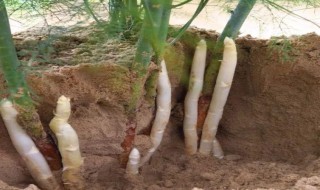 白芦笋怎么保鲜（白芦笋怎么保鲜存放）