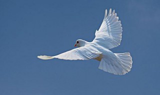 信鸽家飞训放的技巧(信鸽家飞训放的技巧与方法)