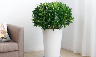 房间里适合养什么植物（房间里适合养什么植物好）