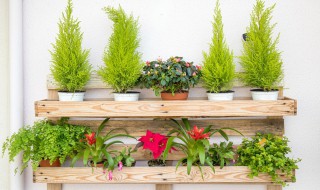 适合冬天种的花种子 适合冬天种的花种子是什么