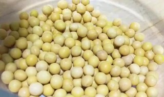 黄豆泡多久不能吃了 黄豆泡多久不能吃了呢