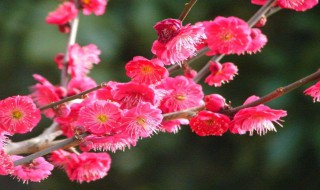 家里放梅花好吗（家里放梅花好吗风水好吗）