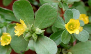 马齿苋开花还能吃吗 开红花的马齿苋可以吃吗