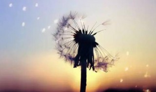 打动人心的爱情语录 最打动人心的爱情语录