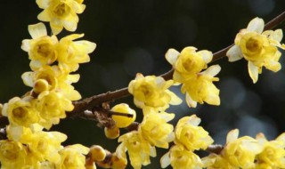 素心腊梅和腊梅的区别 原生腊梅和素心腊梅有区别吗