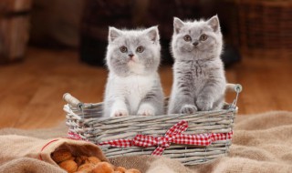 关于猫的比喻句 关于猫的比喻句和拟人句