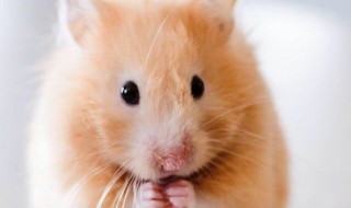 楼房里有老鼠怎么办 楼房里有老鼠怎么办?